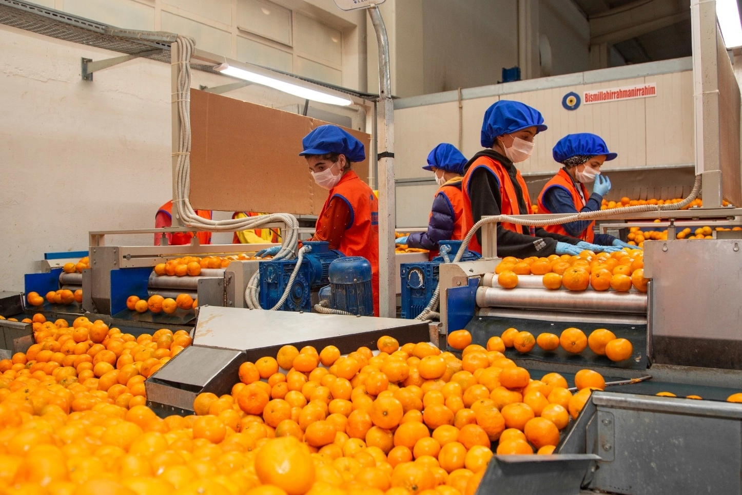 Satsuma mandalinanın yolculuğu 17 Ekim’de başlıyor