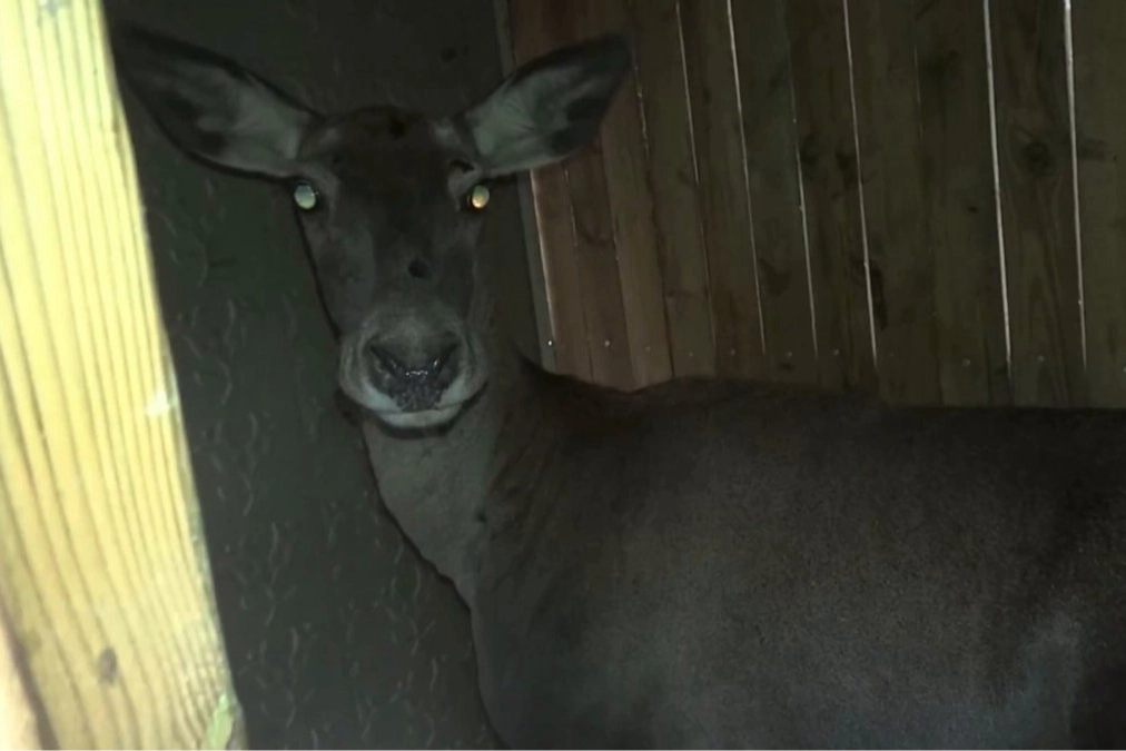 Kızıl geyikler doğaya geri döndü... Bursa’da 3 dişi geyik serbest bırakıldı