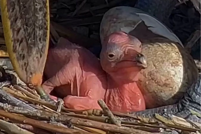 Manyas Kuş Cenneti’nde yeni hayat! Tepeli Pelikan yavruları yumurtadan çıktı