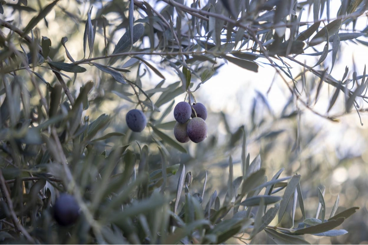 Mersin Büyükşehir’in fidanları üreticinin umudu oldu