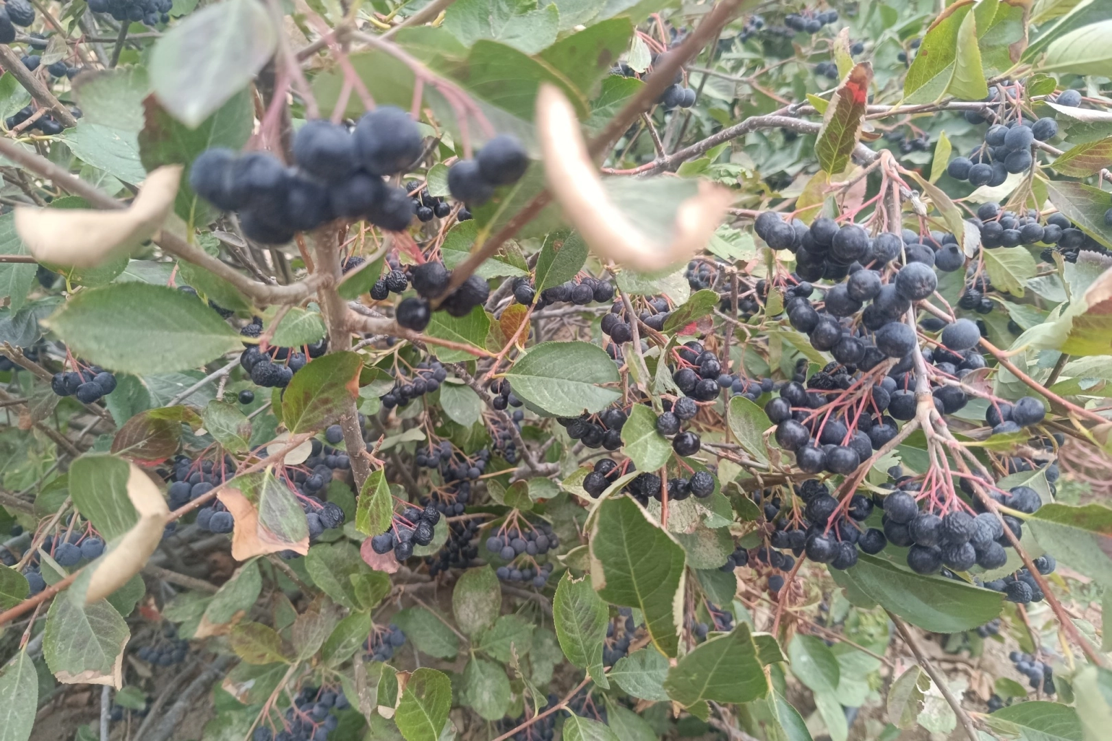 Şifa kaynağı aronya Edirne Enez’de üretiliyor