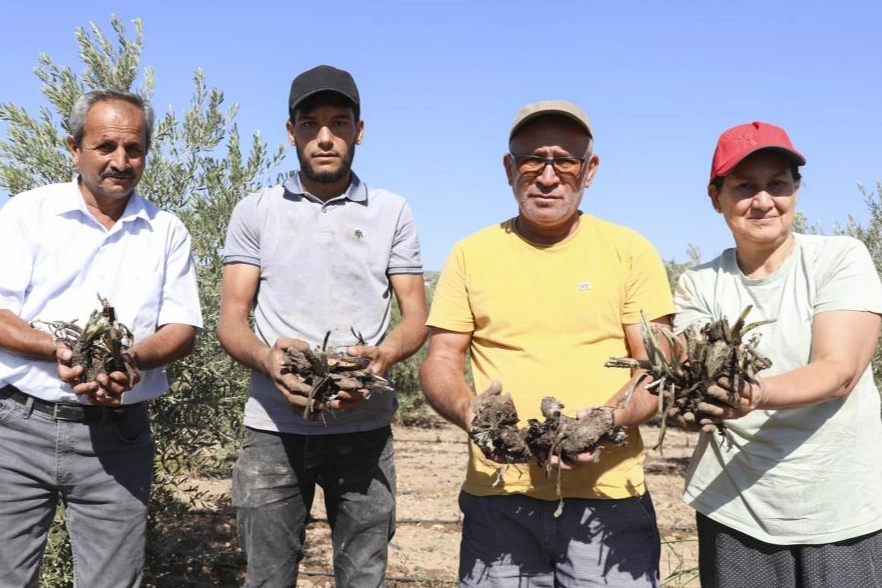 Mersin Büyükşehir’den üreticiye ilk enginar yumrusu desteği
