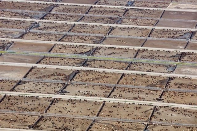 Endüstriyel hayvancılık küresel iklim hedeflerini tehdit ediyor