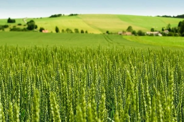Tarım-ÜFE yıllık yüzde 45,40 arttı! Tek yıllık bitkisel ürünlerde sert fiyat artışı
