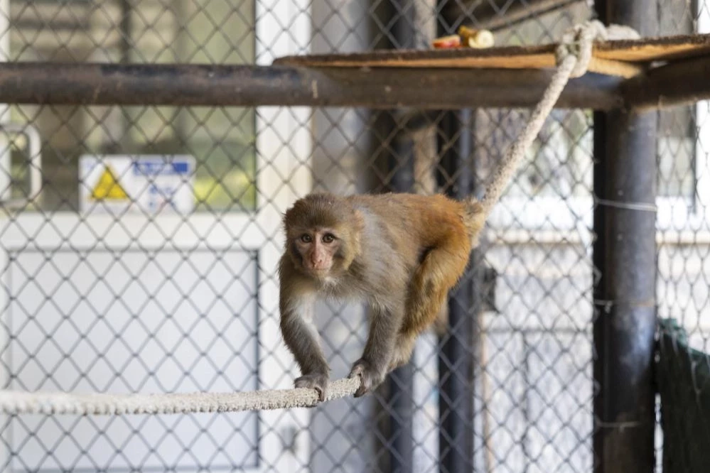 Şiddet mağduru maymun “Şeker” koruma altında