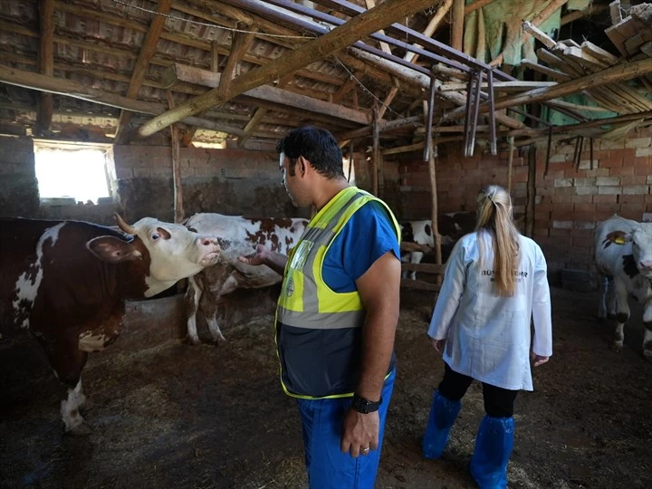 Büyükşehir’den üreticilere büyükbaş hayvan için veterinerlik desteği