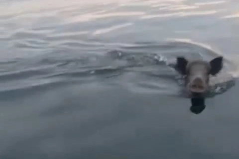 Bursa Mudanya açıklarında yüzen domuz sürprizi